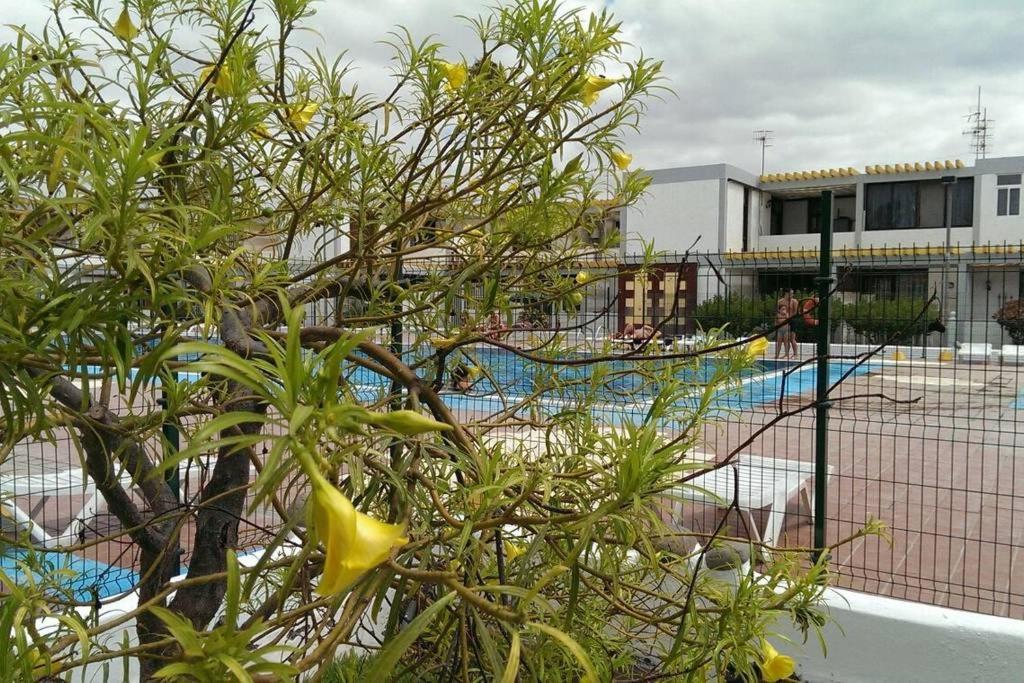 Apartamento Drago Apartment Costa Del Silencio Ngoại thất bức ảnh